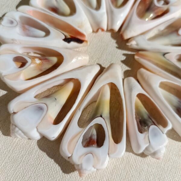 ⁦Shell Mosaic Wall Art⁩ - الصورة ⁦3⁩